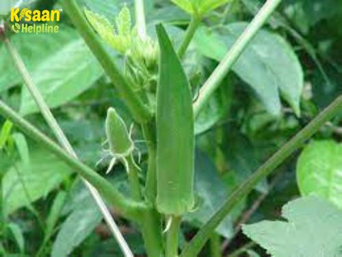 आइये जानते है भिंडी की फसल में लगने वाले हानिकारक कीटों एवं रोगों से कैसे करें फसल की सुरक्षा